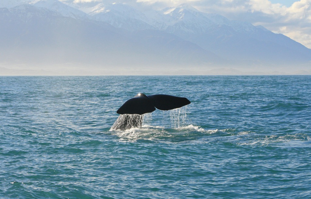 Kaikoura new zealand