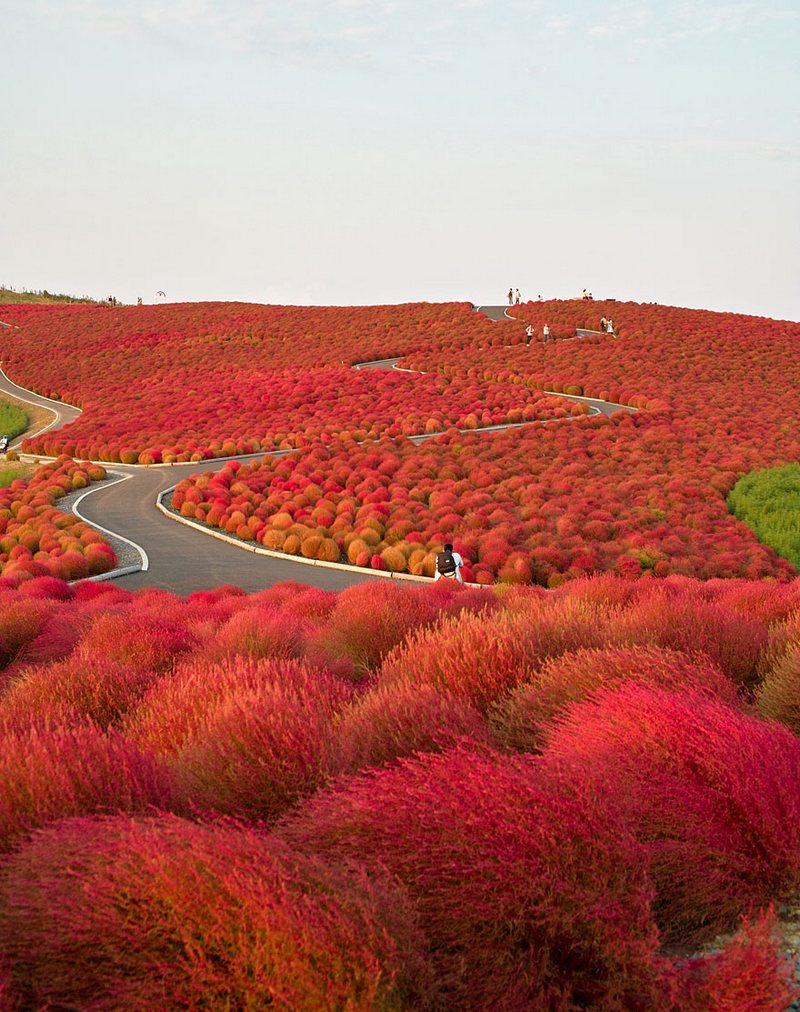 Autumn In Hitachi Seaside Park amazing-places-japan