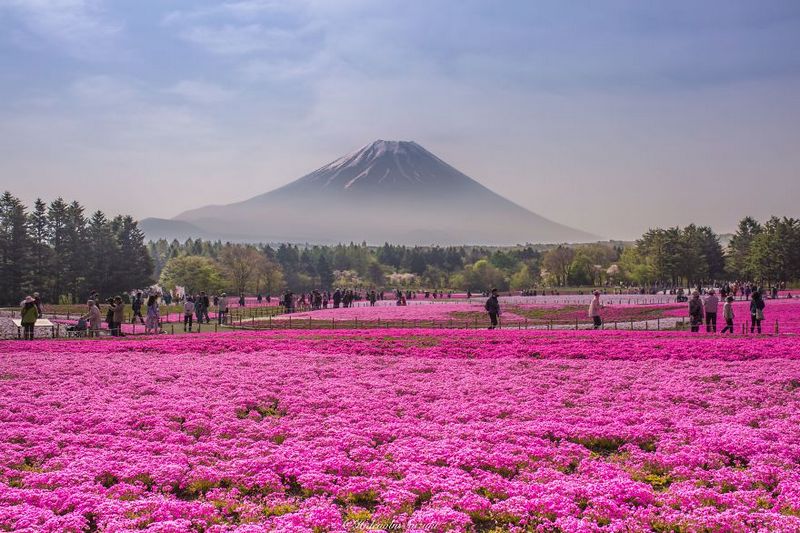 Fields Of Shibazakura amazing-places-japan