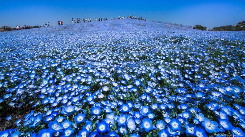 Million Baby Blue Eyes In Japan Hitachi Seaside Park 2