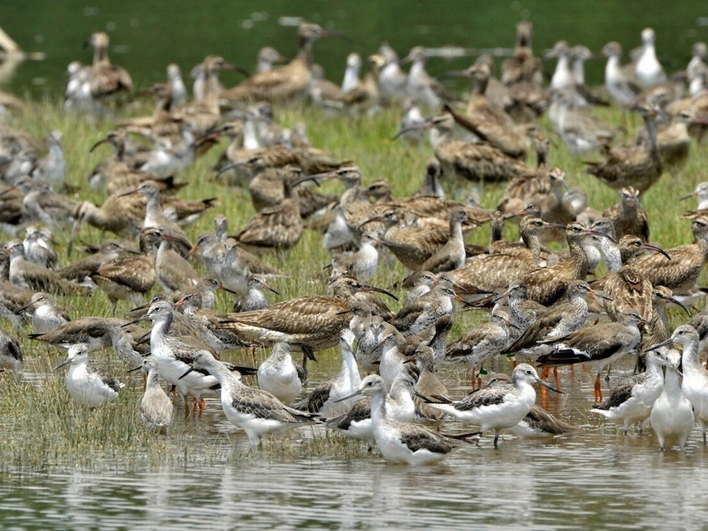 Sungei Buloh Wetland Reserve 21