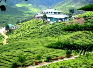 Cameron Highlands