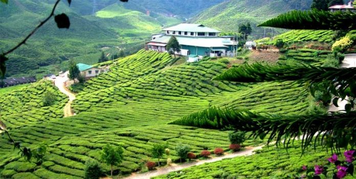 Cameron Highlands