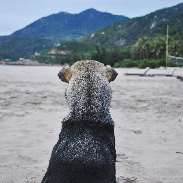 jungle-beach-ninh-phuoc-5