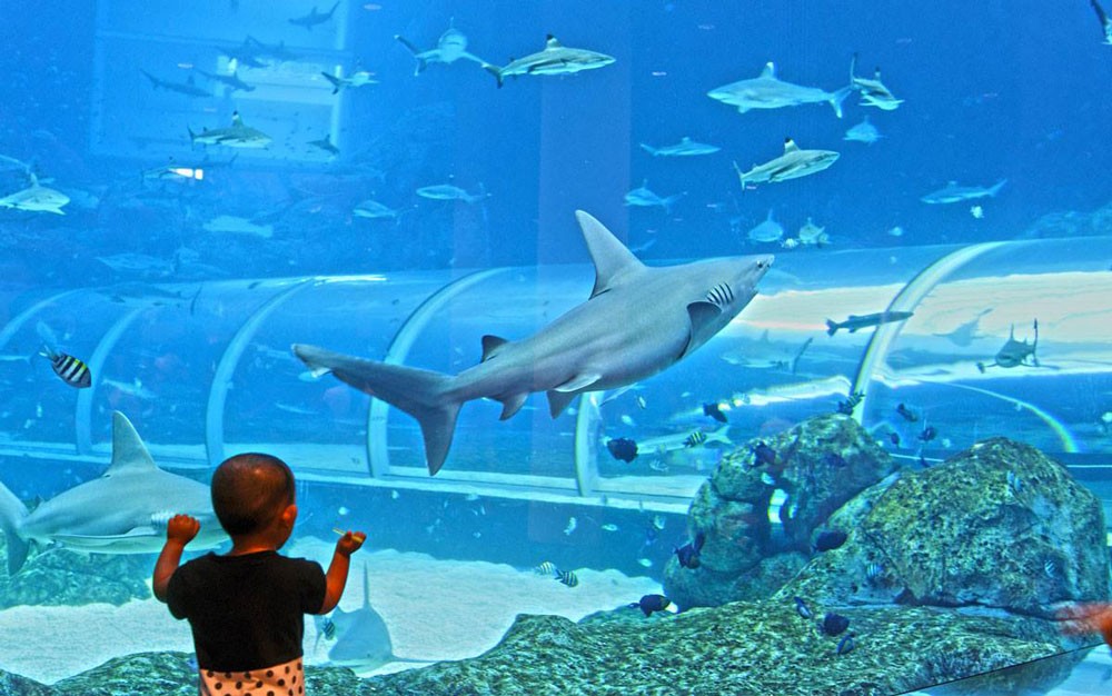 sea-aquarium-singapore 17