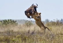 29+ incredible pictures you won’t believe exist The six-foot jump of an antelope saves her from death. Kariega Reserve, South Africa. Photographer-Jacques Matthysen