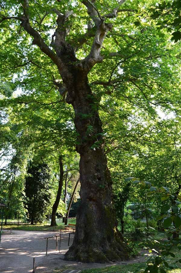 Botanical-gardens-padova-4 italy attractions