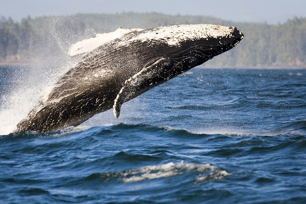 canada photo photography travel Edited-Humpback-whale-42-30450101