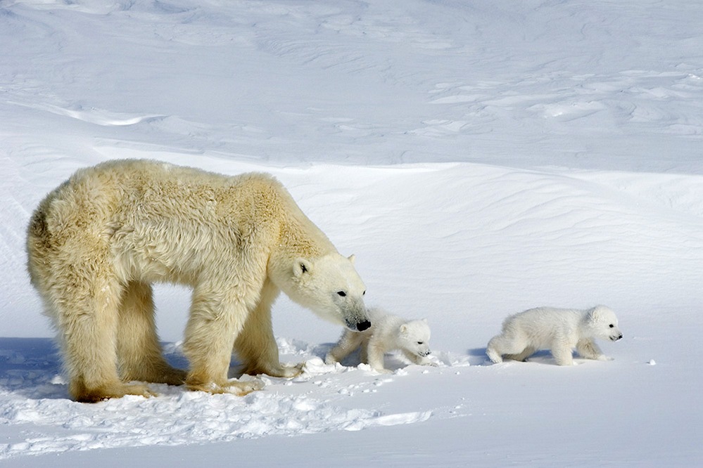 canada photo photography travel Edited-Polar-bears-748-575
