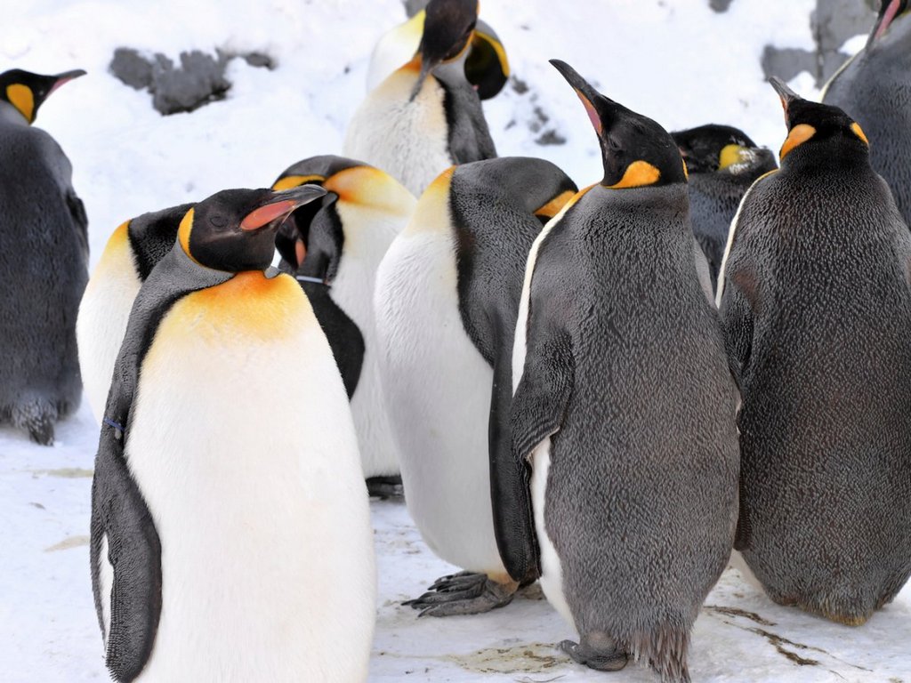and-if-you-want-to-see-some-of-the-creatures-that-inhabit-this-diverse-region-of-japan-make-a-stop-at-the-asahiyama-zoo-in-the-city-of-asahikawa