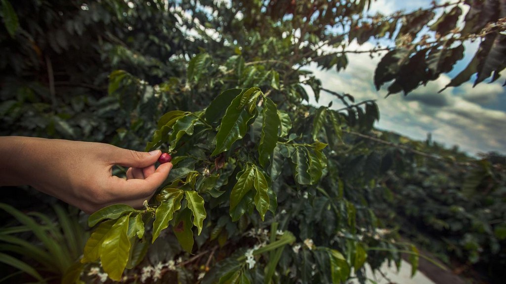 coffee origins