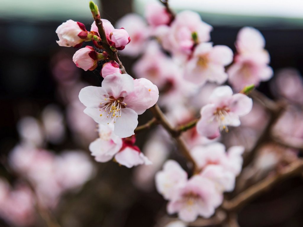 hakodate-is-an-ideal-place-to-see-some-of-japans-beautiful-sakura-or-cherry-blossoms