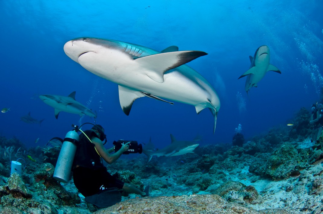 maldives diving and snorkelling tourist attractions