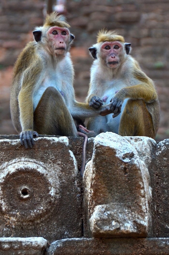 sri lanka travel photo photography pictures