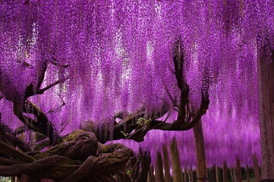 Wisteria trees, Japan 10 incredible photos of trees nature wildlife