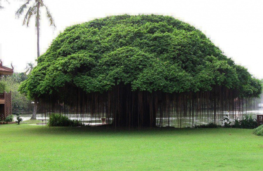 A tree in Ficus, Philippines 10 incredible photos of trees nature wildlife