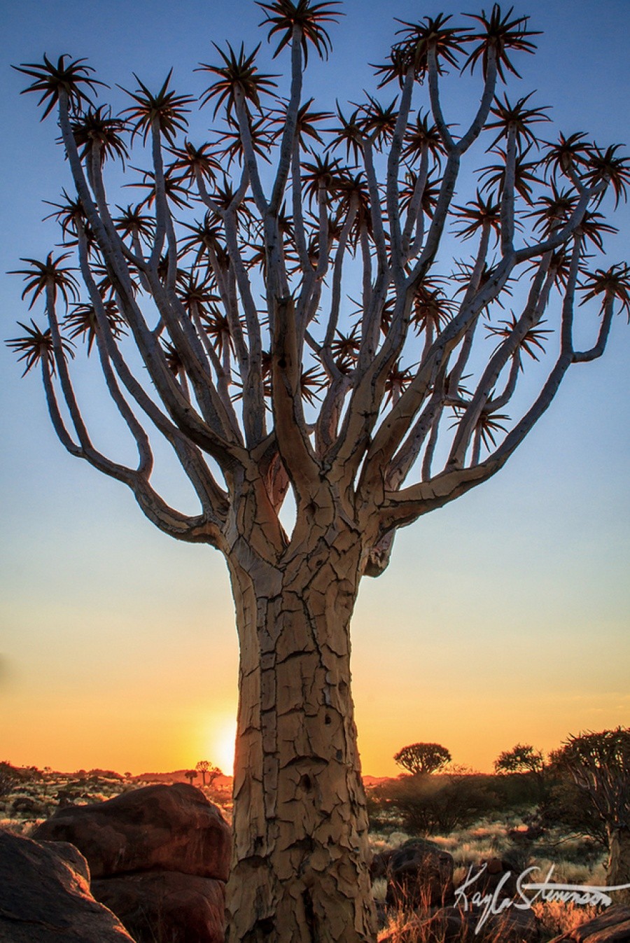 A Quiver tree, Namibia 10 incredible photos of trees nature wildlife