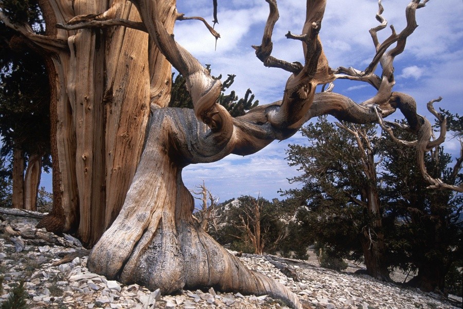 Bristlecone pine — the oldest trees on Earth 10 incredible photos of trees nature wildlife
