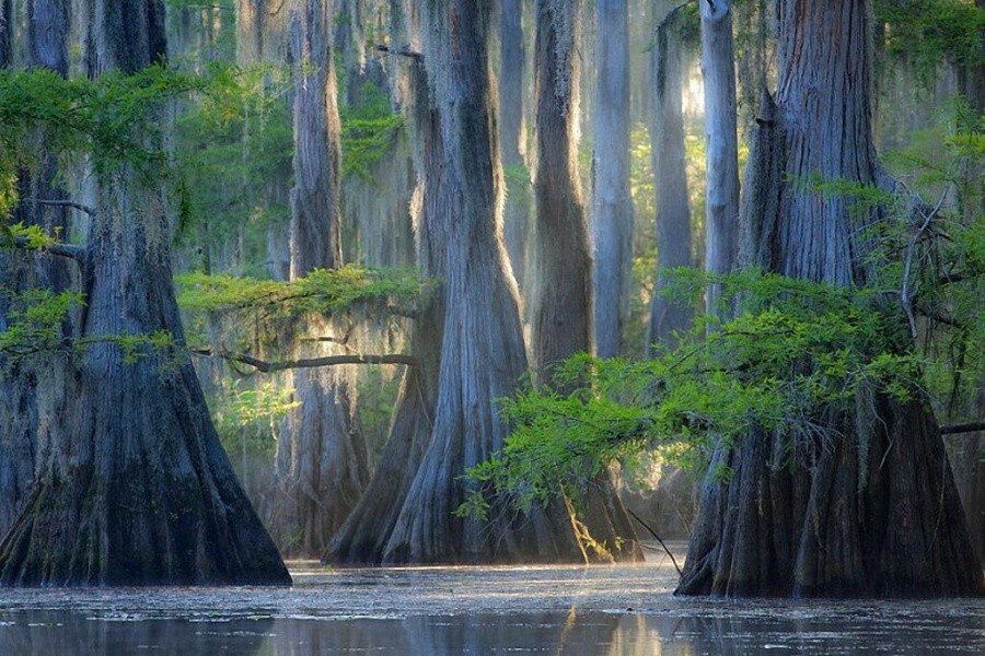 Cypress trees, Caddo Lake 10 incredible photos of trees nature wildlife