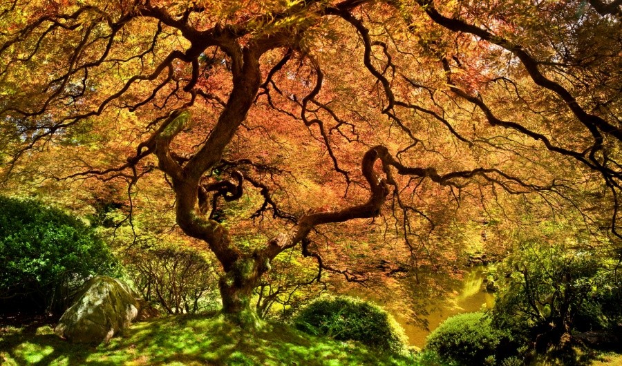 A Japanese maple 10 incredible photos of trees nature wildlife