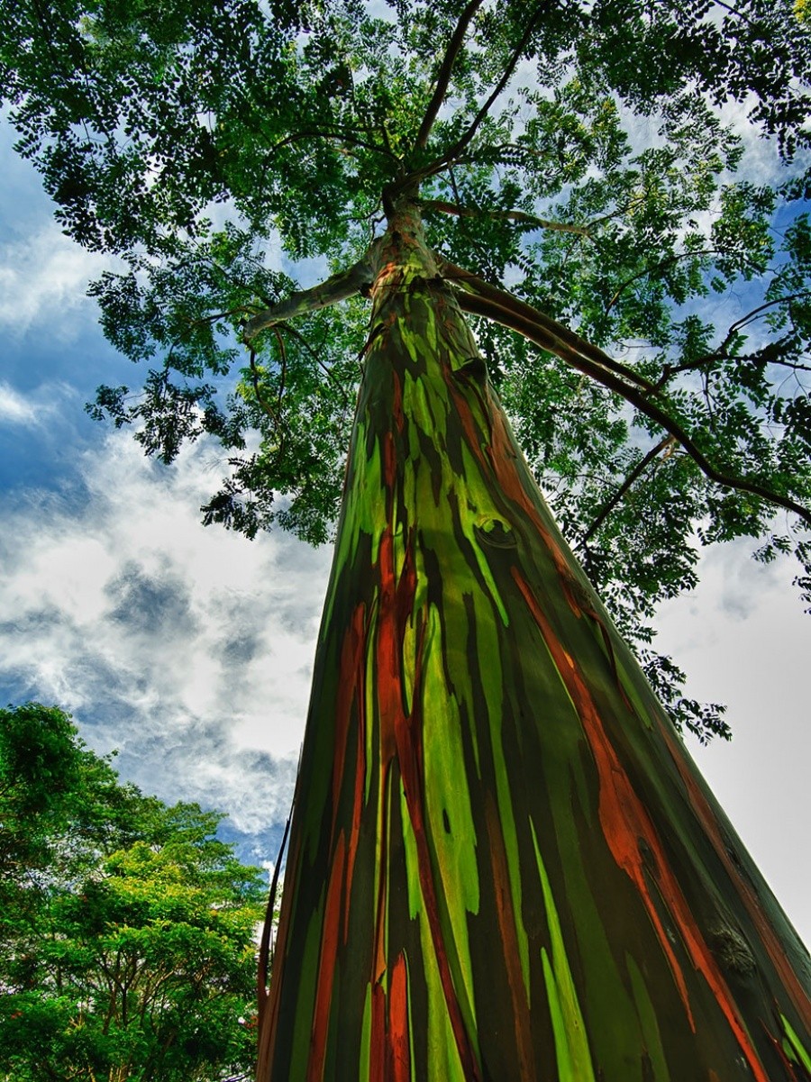 Rainbow Eucalyptus trees, Hawaii 10 incredible photos of trees nature wildlife