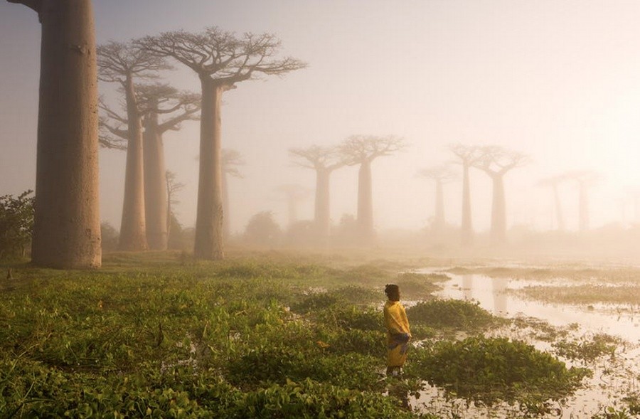 The baobab trees of Madagascar 10 incredible photos of trees nature wildlife