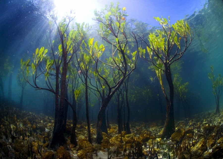 Young mango trees under water 10 incredible photos of trees nature wildlife