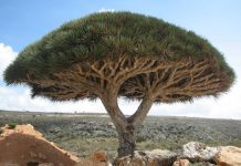 10 incredible photos of trees nature wildlife all over the world (4)