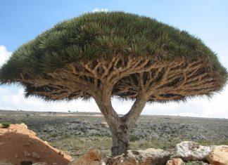 10 incredible photos of trees nature wildlife all over the world (4)