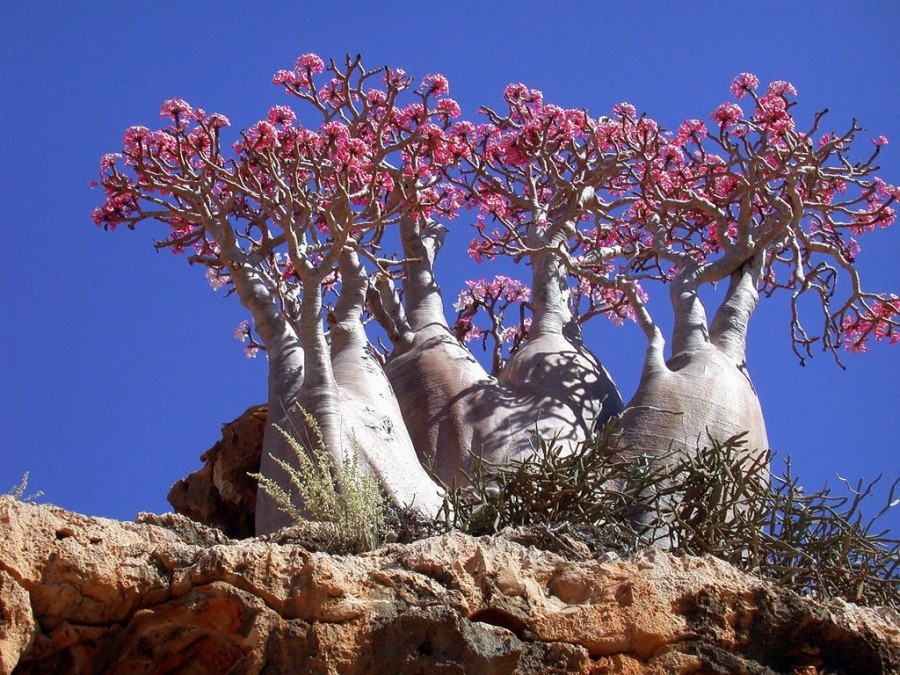 Bottle trees, Socotra Island 10 incredible photos of trees nature wildlife