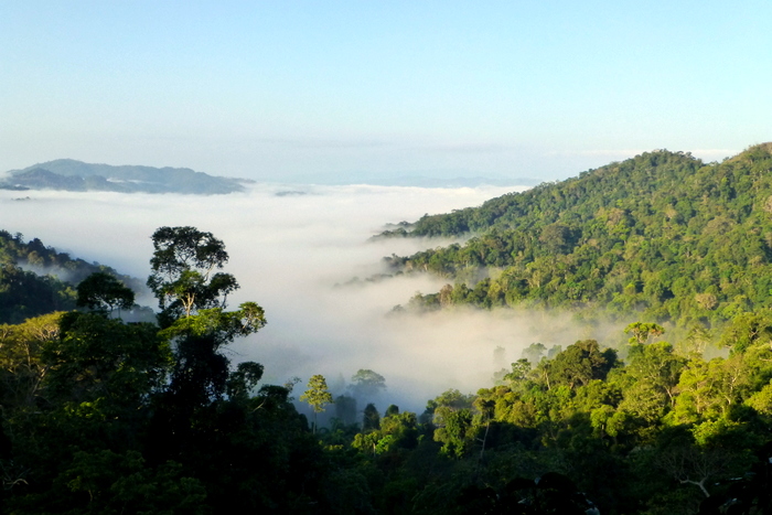 1 bokeo nature reserve ban houayxay bokeo province laos tourist attractions photos things to do getting there gibbon experience (13)