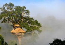 7 bokeo nature reserve ban houayxay bokeo province laos tourist attractions photos things to do getting there gibbon experience (17)