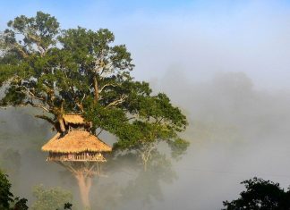 7 bokeo nature reserve ban houayxay bokeo province laos tourist attractions photos things to do getting there gibbon experience (17)