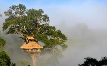 Explore Bokeo Nature Reserve — A ‘hidden paradise’ of Laos 7 bokeo nature reserve ban houayxay bokeo province laos tourist attractions photos things to do getting there gibbon experience (17)