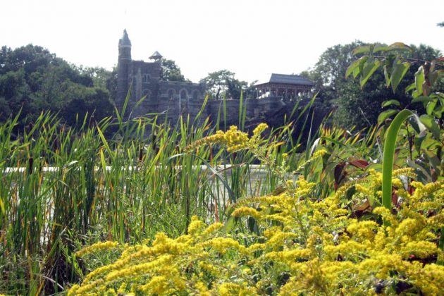 Dragonfly Preserve - Belvedere Castle, central park, new york, us