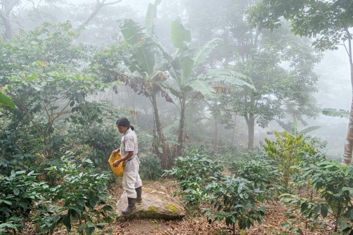 El Trompito, Colombia’s coffee towns