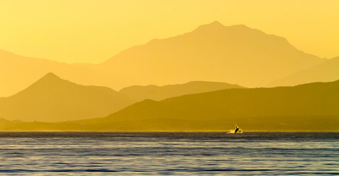 A humpback whale breaches the surface just before the sun heads over the Baja Peninsula.