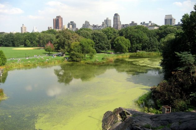 Turtle Pond, Central park, New York, US