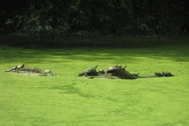 Wagner Cove - turtles, central park, new york us