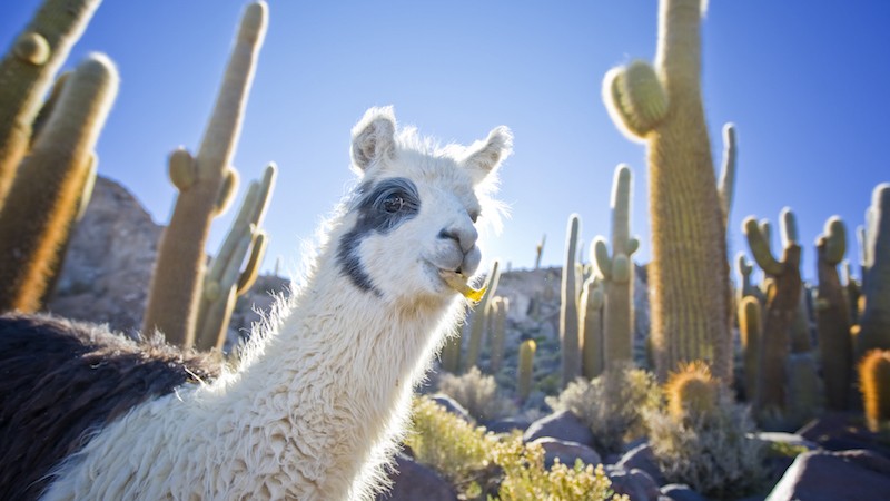 cactus, travel guide, Salar de Uyuni, Bolivia