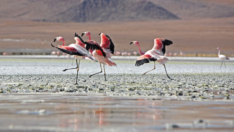 salt flat, flamingos, Travel guide, Salar de Uyuni, Bolivia