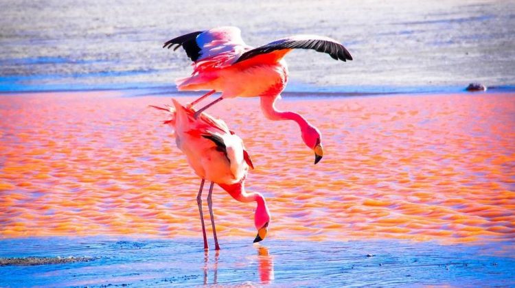 travel guide, salt pan, Salar de Uyuni, Bolivia