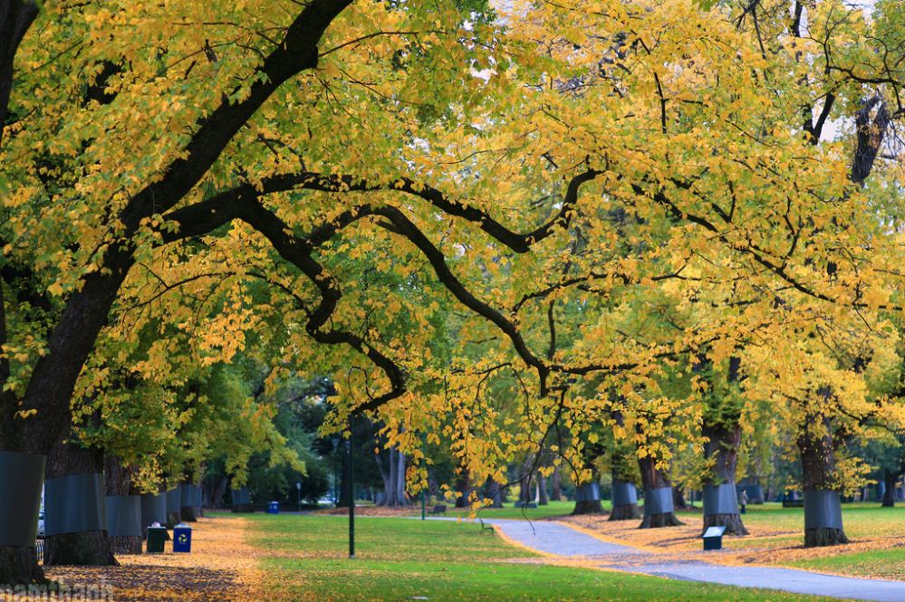 Fitzroy_Gardens melbourn australia in winter 4