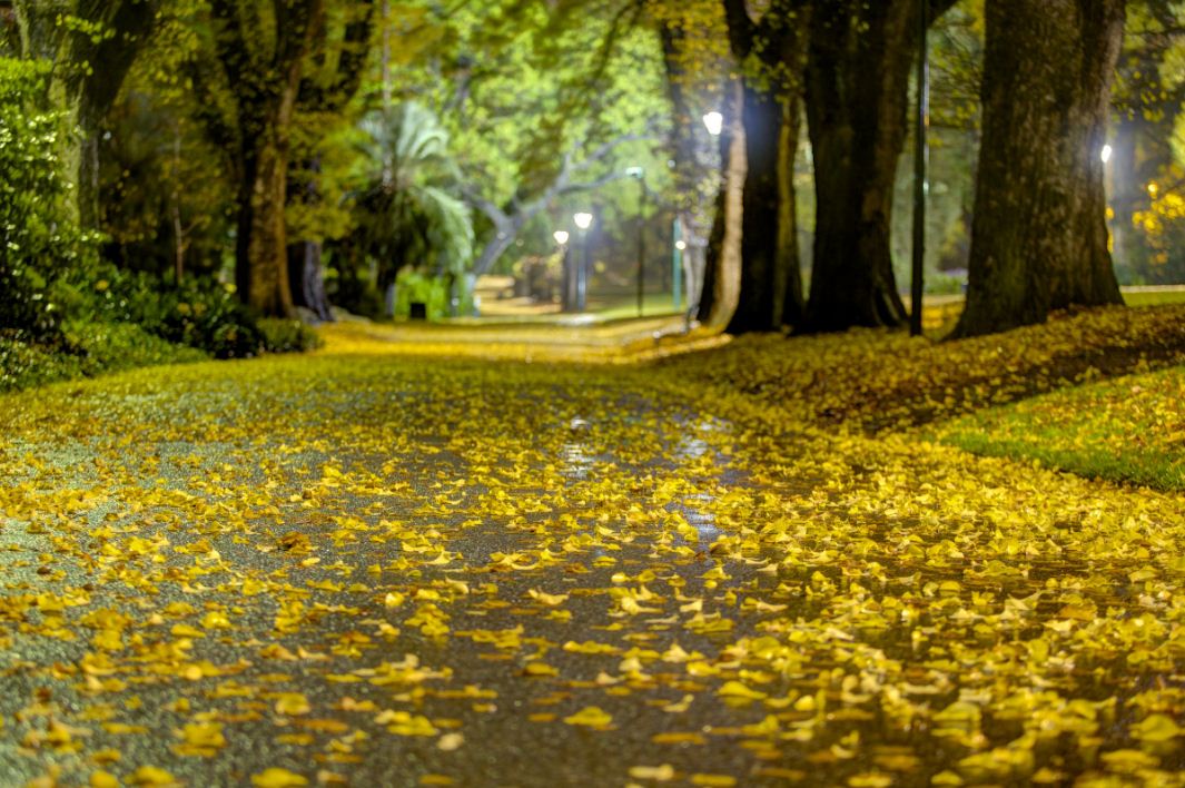 Fitzroy_Gardens melbourn australia in winter