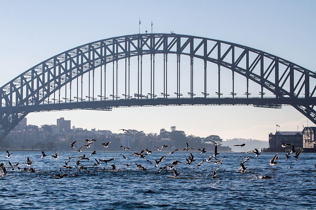 sydney habour bridge in winter