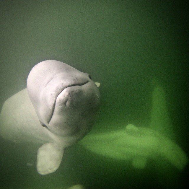 Beluga whale churchill canada