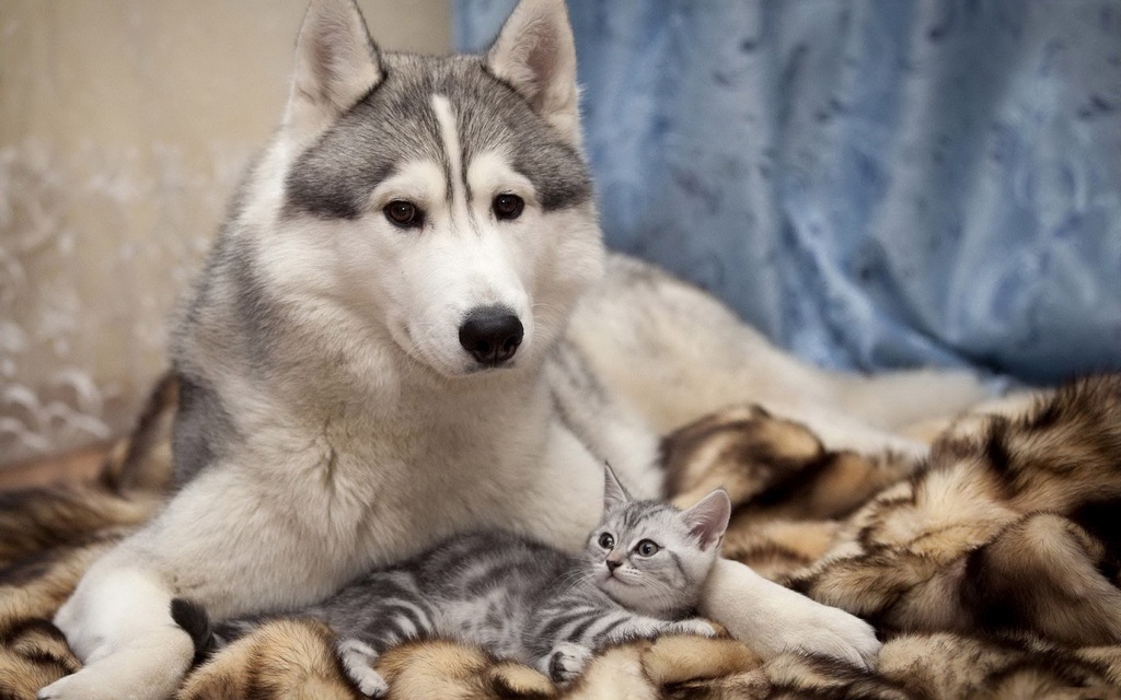 sweet_dog_and_cat-animal-protection-netherlands
