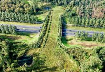 6 reasons to visit the Netherlands way-wild-animals-protect-enviroment-things to see in netherlands
