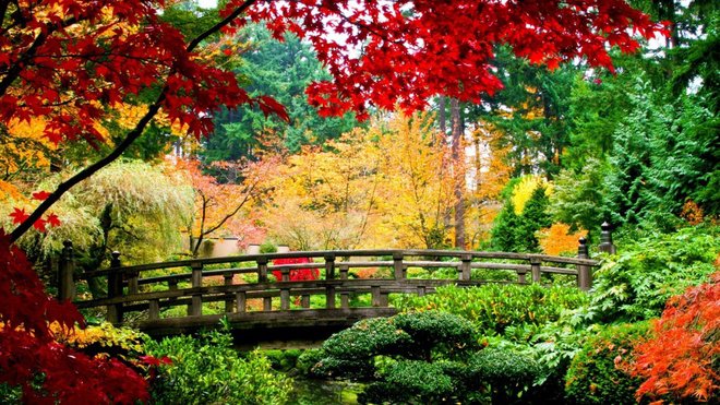 autumn in China, yellow leaves