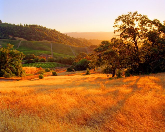 wed field in autumn sonoma califotnia america destinations